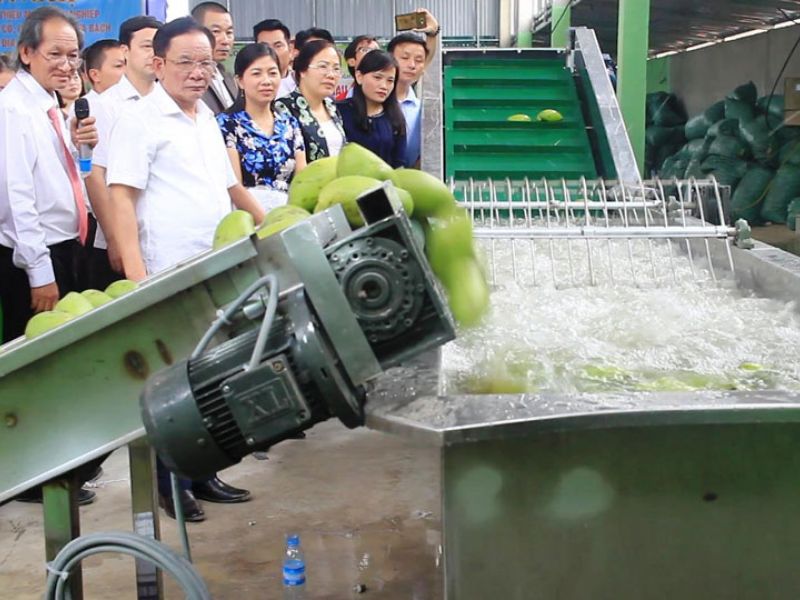Chi 1,4 tỷ đồng mua máy bảo quản xoài sau thu hoạch