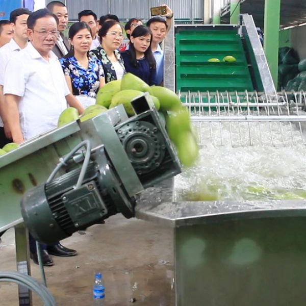 Chi 1,4 tỷ đồng mua máy bảo quản xoài sau thu hoạch